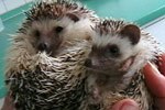 Kleine Heimtiere