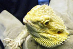 Reptilien