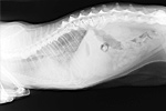 Kardiologie