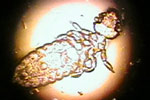 Dermatologie
